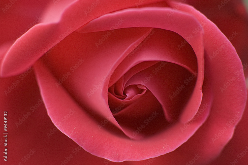 Naklejka premium Rosa Rossa