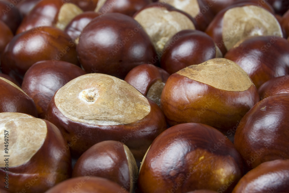 Large group of conkers all grouped together Large group of conkers all grouped together