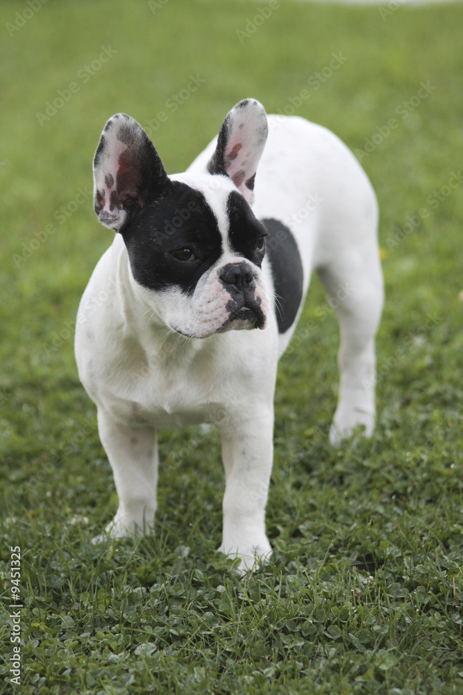 bouledogue français