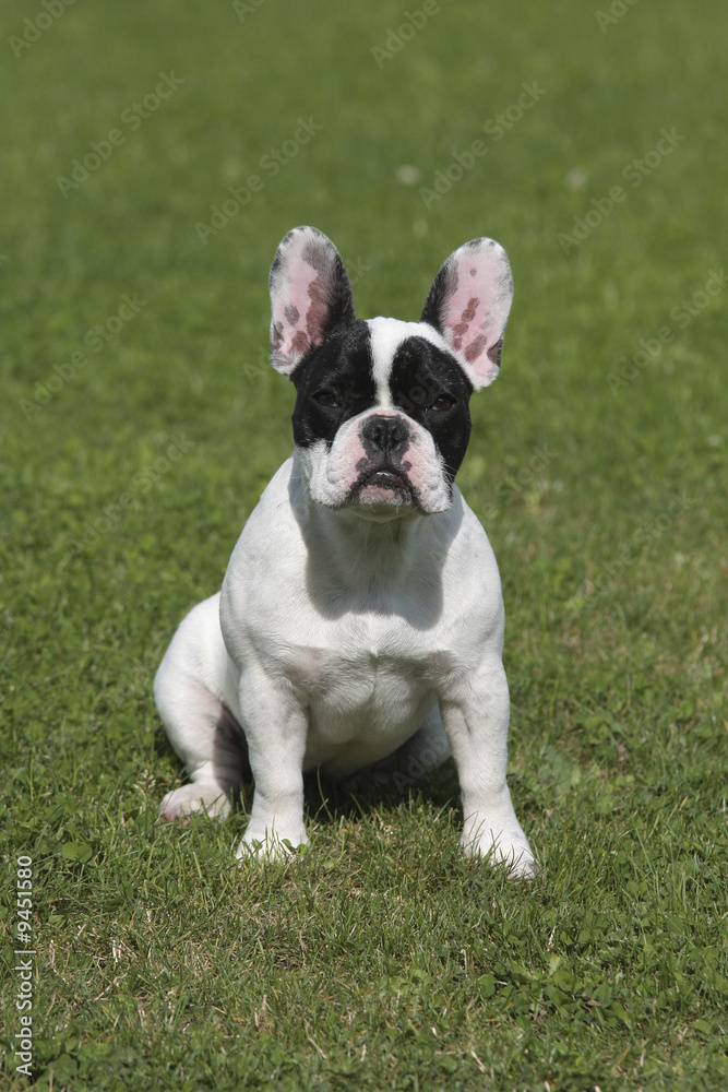 bouledogue français