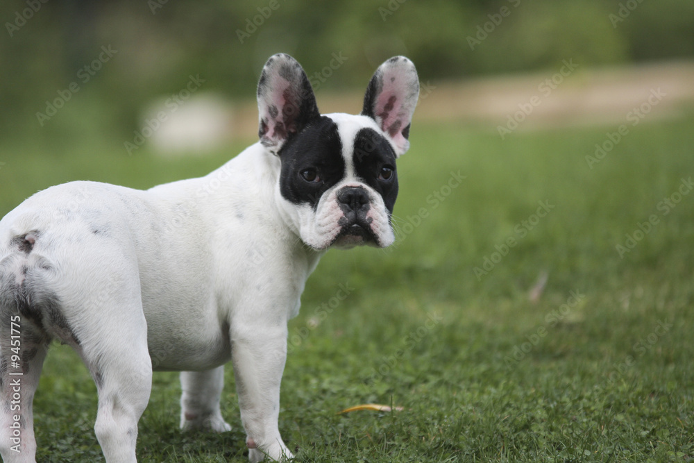 bouledogue français