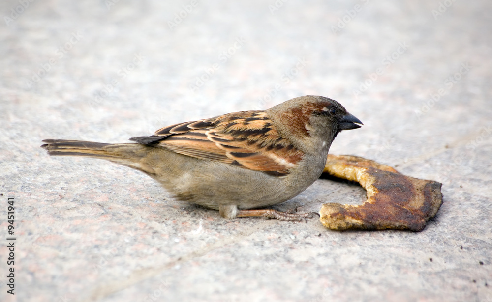 Sparrow on sidewalk with the big piece of food Sparrow on sidewalk with the big piece of food