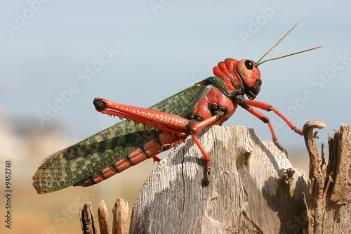 Red Cricket