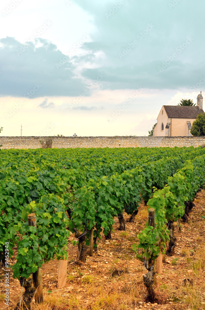 Panoramic view of a vineyard in Burgundy,