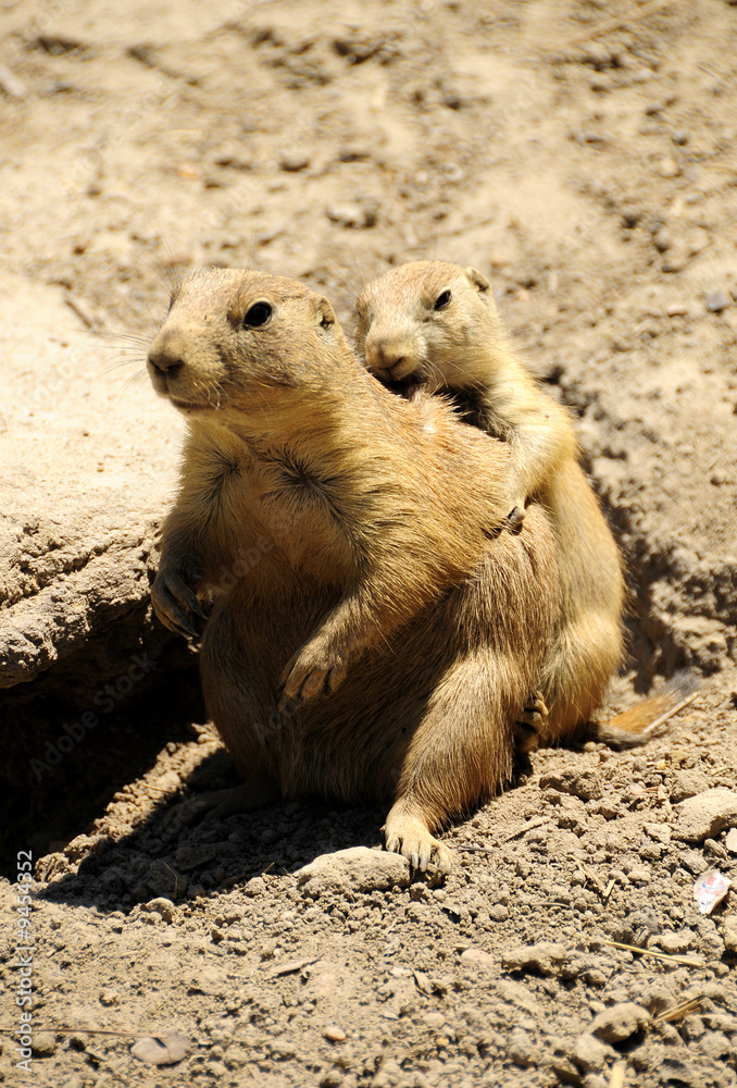 Otter Otter