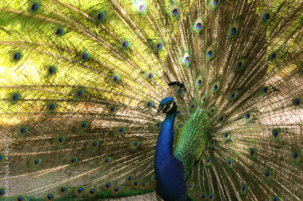 Obraz premium Indian peacock with spread fan tail