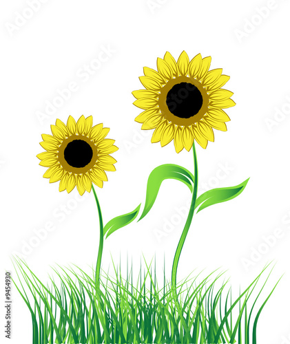 Sunflower on green field