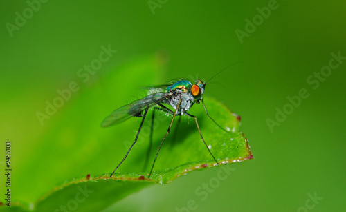 long leg fly in the parks © Wong Hock Weng