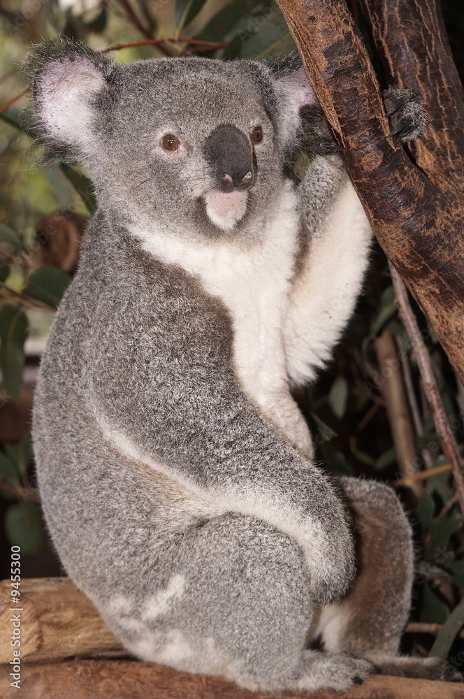 Obraz premium Koala Bear