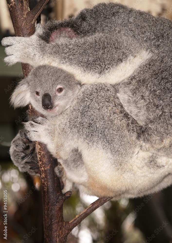 Naklejka premium Baby Koala Bear and Sleeping Mother