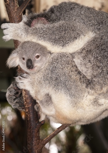 Fototapeta Naklejka Na Ścianę i Meble -  Baby Koala Bear and Sleeping Mother