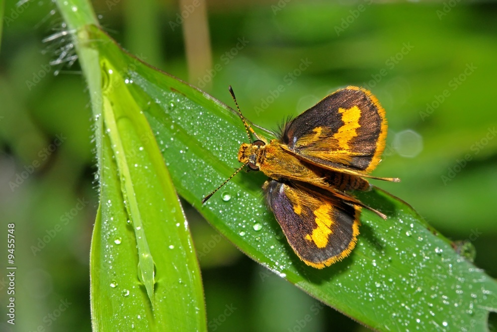 Obraz premium small insect in the parks