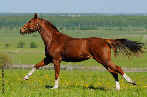Sorrel horse gallops in field