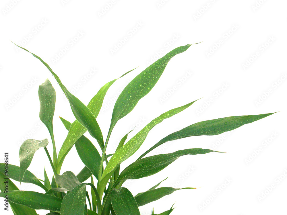 Fototapeta premium dracaena sanderiana