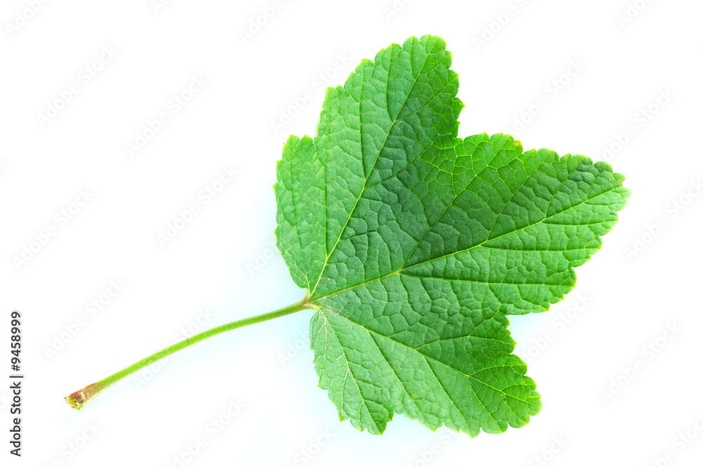 Fototapeta premium green leaf isolated on a white
