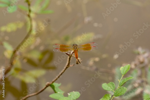 Libelle, als Makroaufnahme in freier Natur aufgenommen © Digitalpress