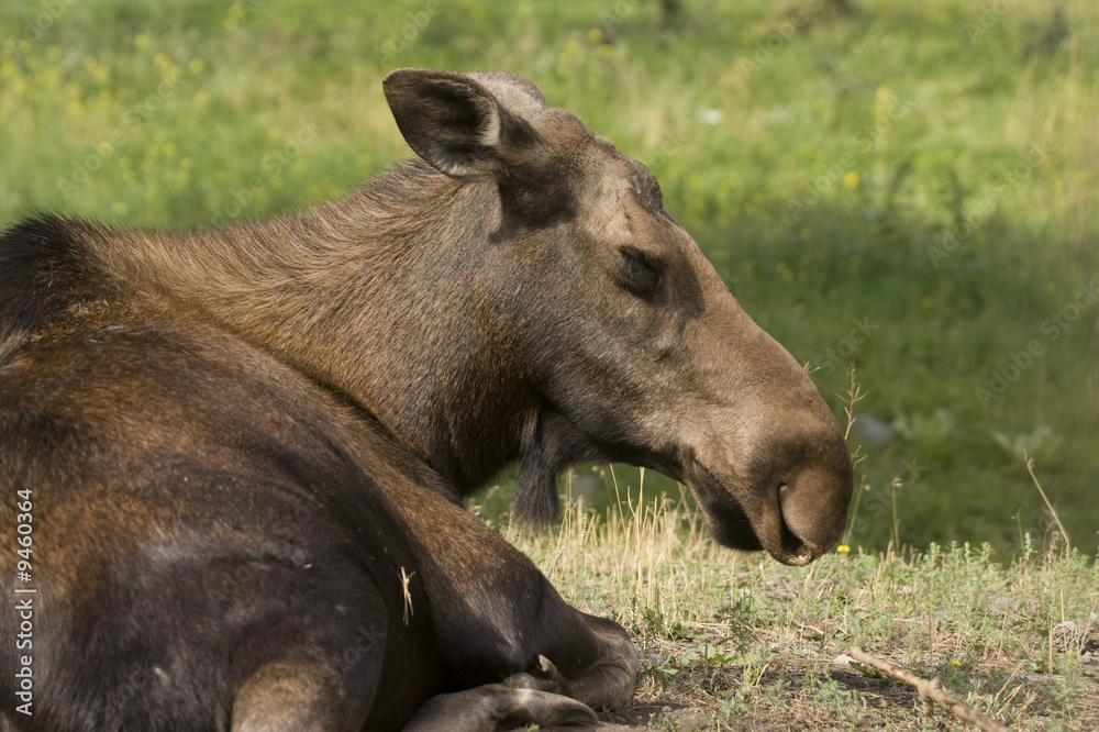 Moose (Alces alces) in Banff National Park Canada Moose (Alces alces) in Banff National Park Canada