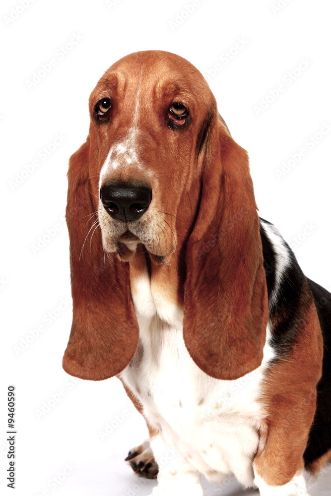 Basset Hound