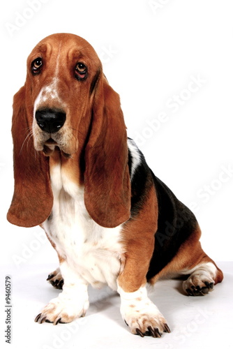 Basset Hound