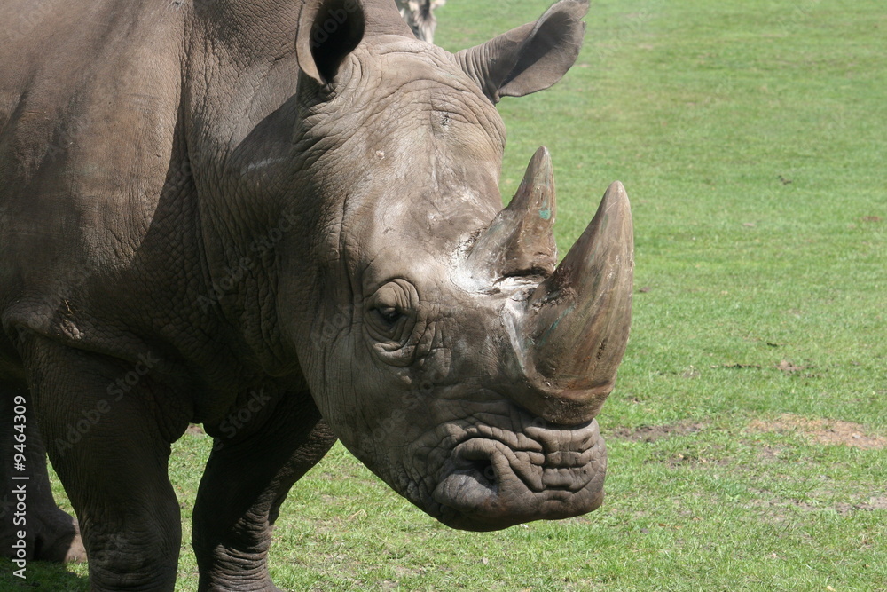 Fototapeta premium nashorn