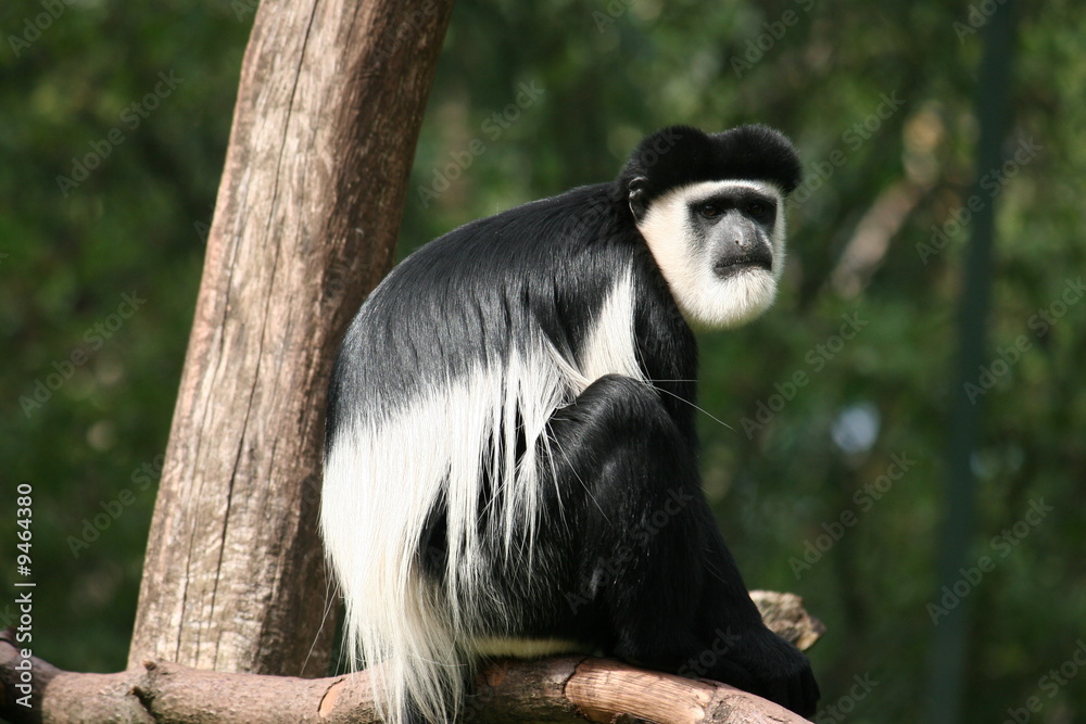 Obraz premium Guereza