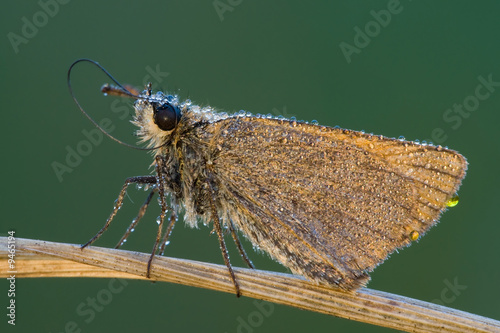 Macro butterfly with long proboscis starred with morning dew