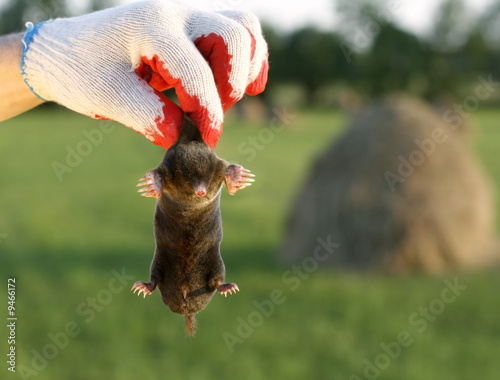 Photos dangerous, live mole in hand, showing claws and paws