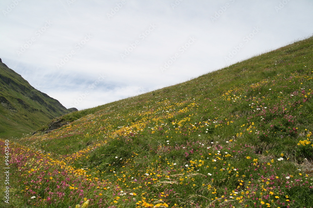 Mont Cenis  prairie fleurs sauvages haute Maurienne Alpes