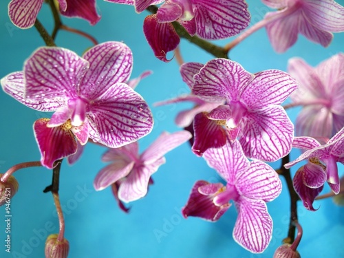 Orchidee