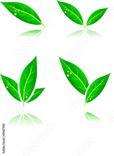 Leaf icons.