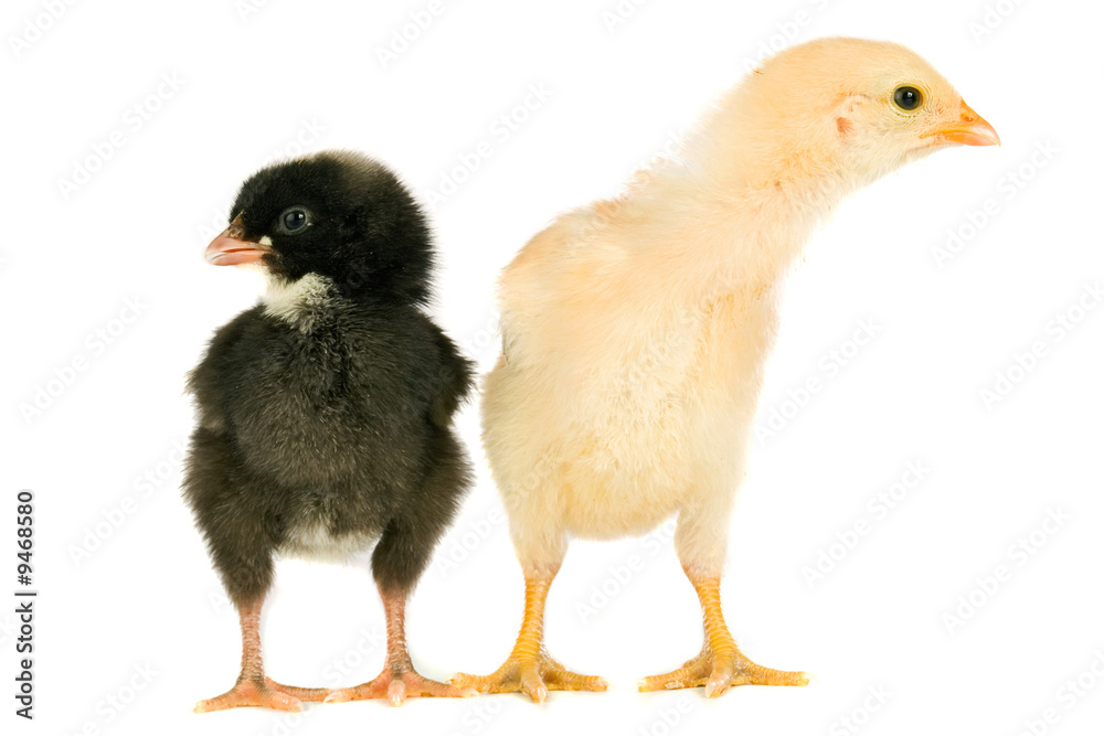 Two little chicken a over white background Two little chicken a over white background