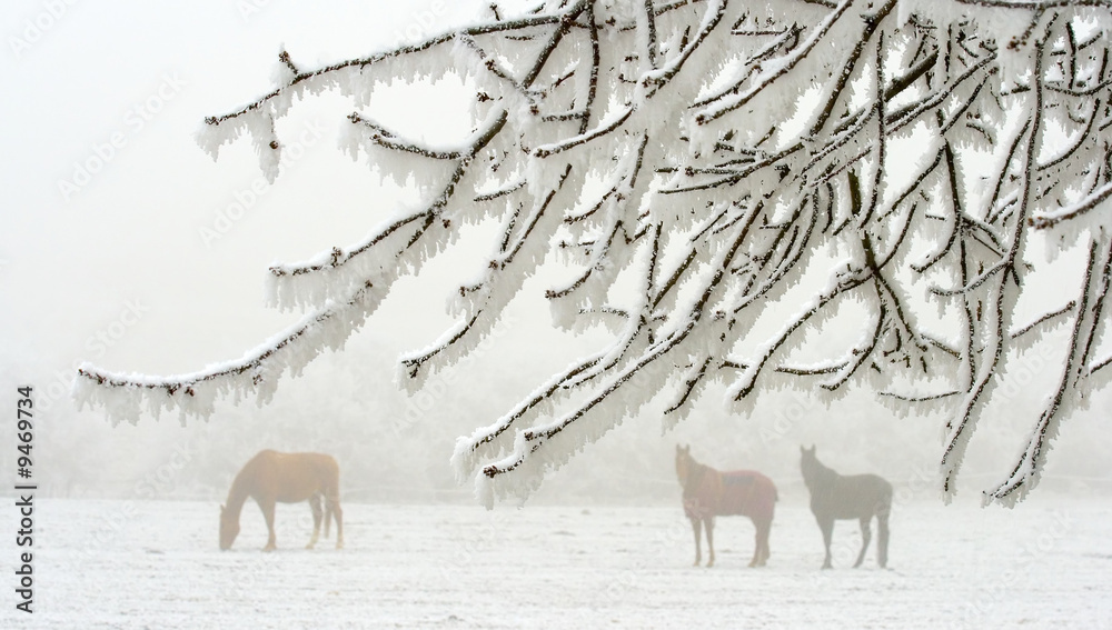 Obraz premium three horses behind a white frosted branches