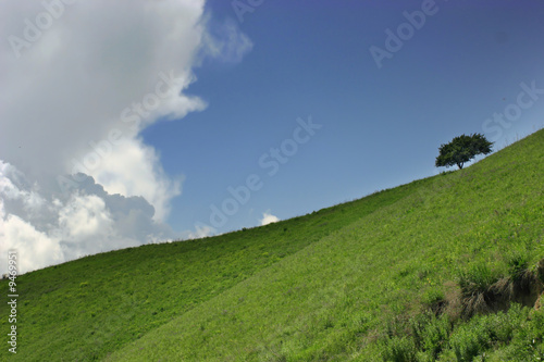 alone tree on the meadow slope