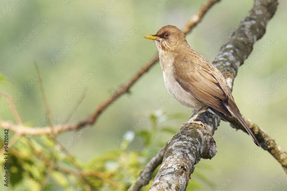 Singdrossel - Turdus amaurochalinus Singdrossel - Turdus amaurochalinus