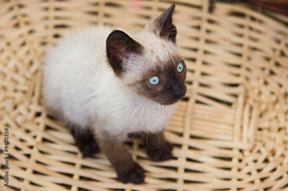 Precious little cat in a basket of wicker