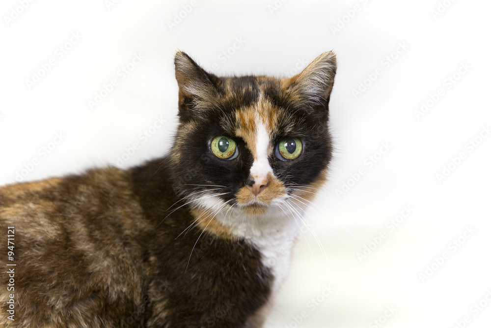 Obraz premium calico cat