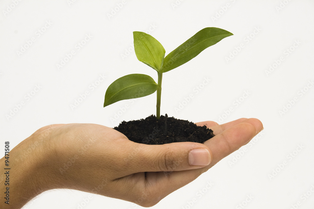 Hand holding young plant against white background Hand holding young plant against white background