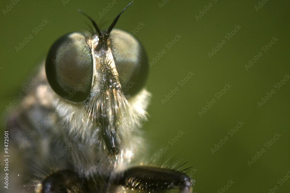 gros plan sur les yeux à facettes d'un gros moustique Stock Photo | Adobe  Stock