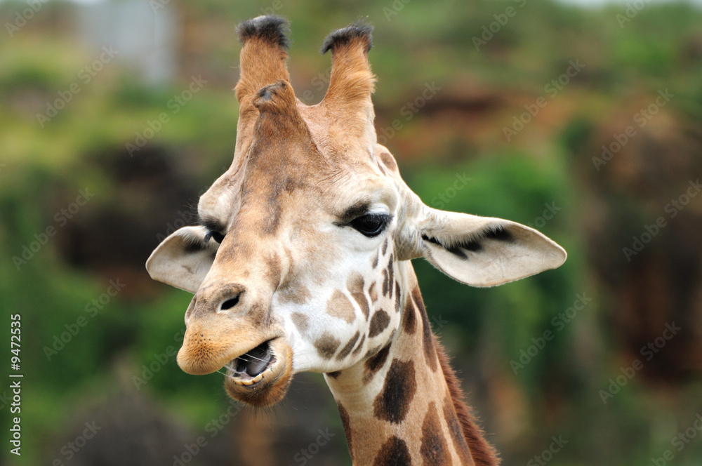 Obraz premium Giraffe