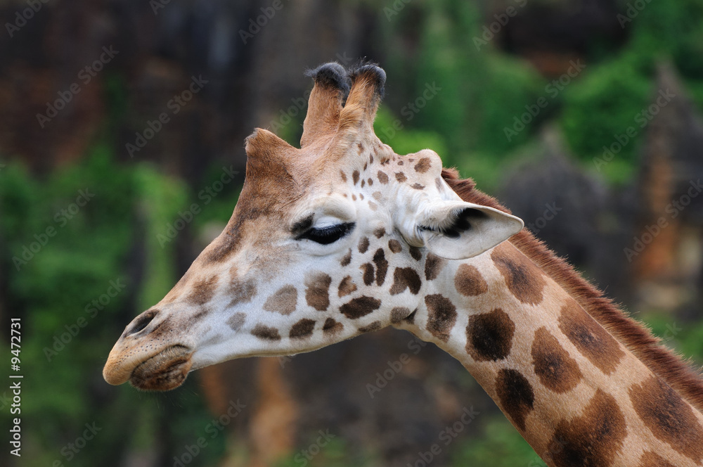 Giraffe