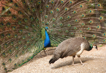 Fototapete Pfau Pfau Balz mit Pfauenhenne  © tezzstock
