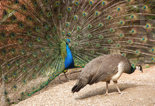 peacock displaying feathers to peahen photo