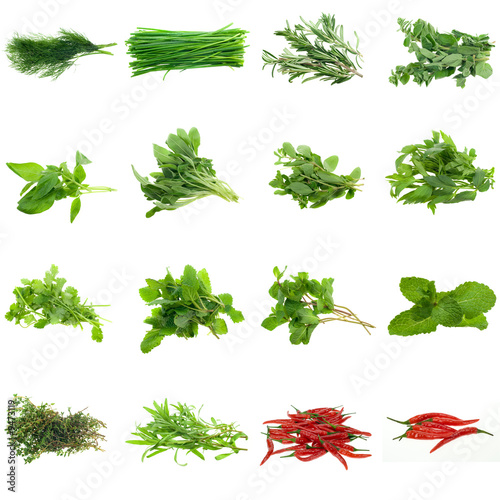 Collection of fresh herbs, isolated on white.