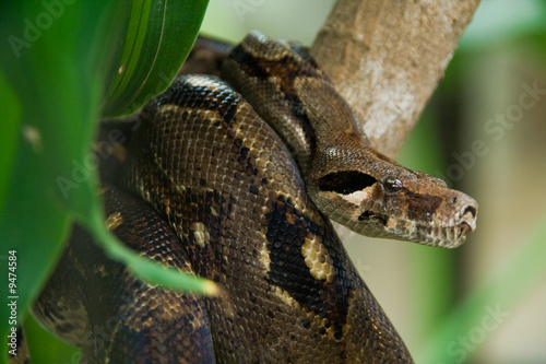a brown anaconda in the jungle looking for food photo