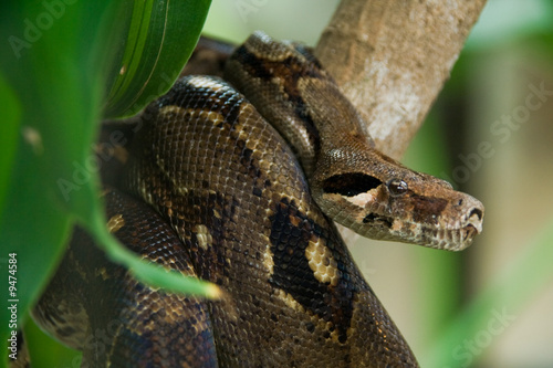 a brown anaconda in the jungle looking for food