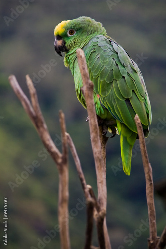 green costa rican parrot sitting on a death tree