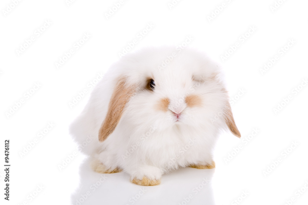 Cute white lop-eared bunny on white background Cute white lop-eared bunny on white background