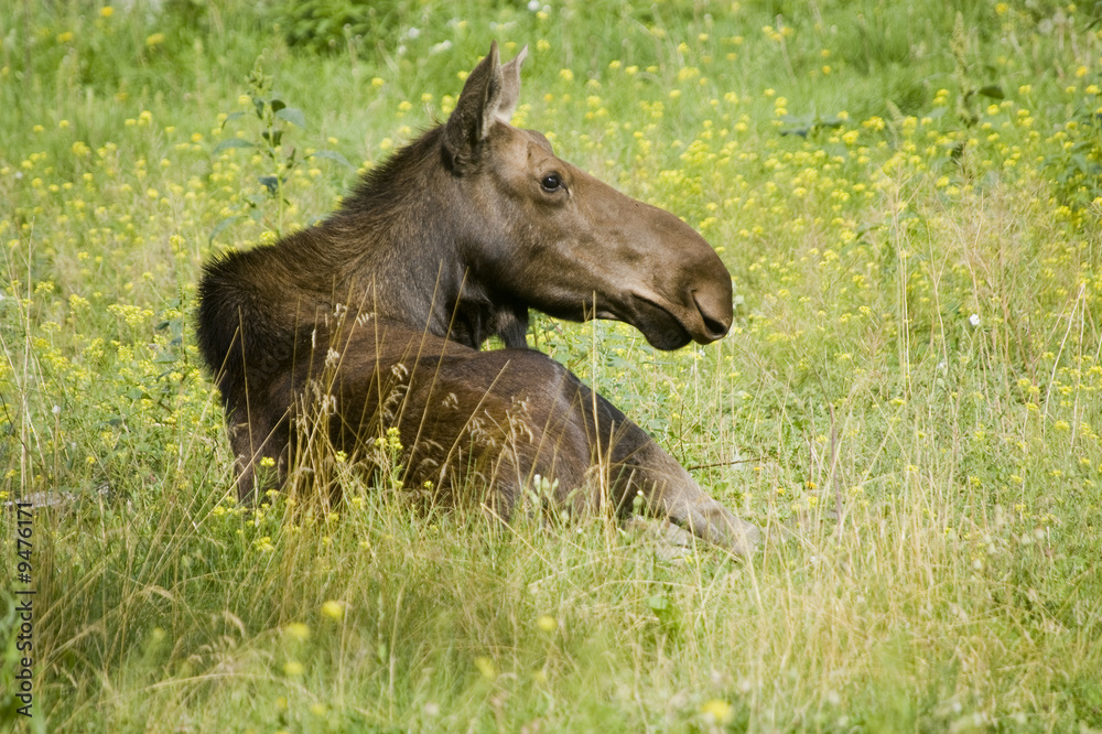Moose (Alces alces) in Banff National Park Canada Moose (Alces alces) in Banff National Park Canada