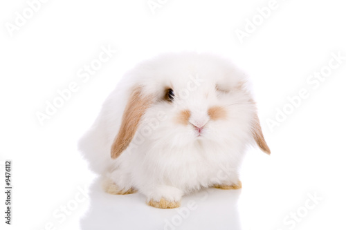 Cute white lop-eared bunny on white background