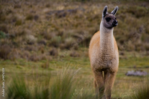 young alpaca looking out for its mother in ecuador